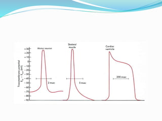 Action potential in cardiac cell