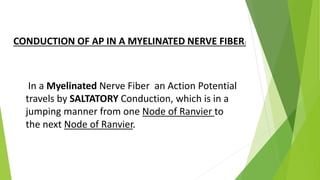 CONDUCTION OF AP IN A MYELINATED NERVE FIBER:
In a Myelinated Nerve Fiber an Action Potential
travels by SALTATORY Conduction, which is in a
jumping manner from one Node of Ranvier to
the next Node of Ranvier.
 