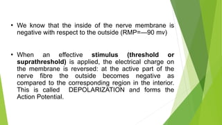 • We know that the inside of the nerve membrane is
negative with respect to the outside (RMP=—90 mv)
• When an effective stimulus (threshold or
suprathreshold) is applied, the electrical charge on
the membrane is reversed: at the active part of the
nerve fibre the outside becomes negative as
compared to the corresponding region in the interior.
This is called DEPOLARIZATION and forms the
Action Potential.
 