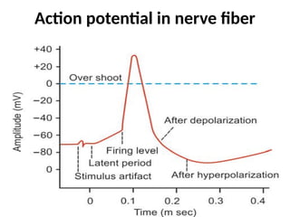 Action potential in nerve fiber
 