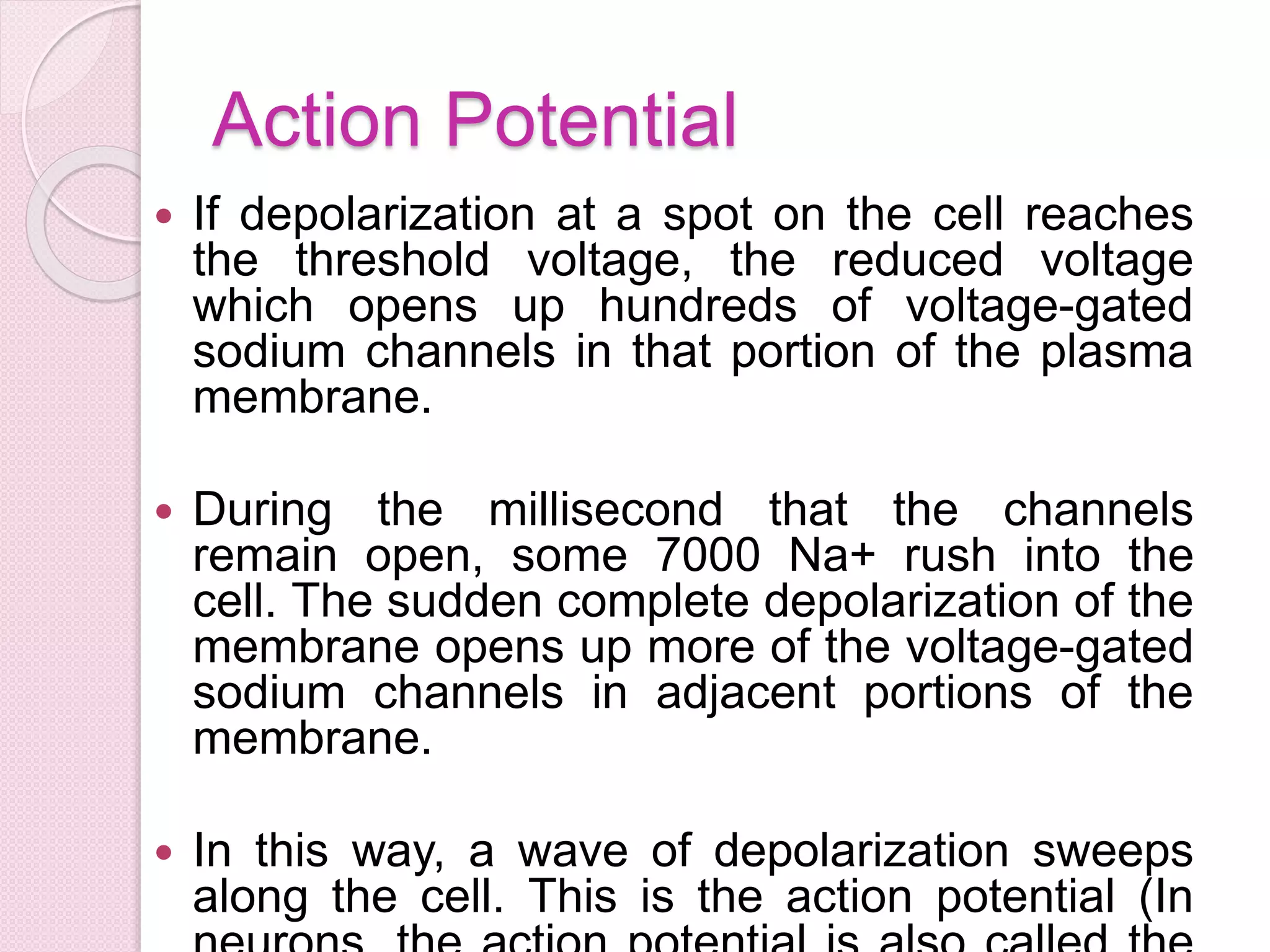 Action Potential 
 If depolarization at a spot on the cell reaches 
the threshold voltage, the reduced voltage 
which opens up hundreds of voltage-gated 
sodium channels in that portion of the plasma 
membrane. 
 During the millisecond that the channels 
remain open, some 7000 Na+ rush into the 
cell. The sudden complete depolarization of the 
membrane opens up more of the voltage-gated 
sodium channels in adjacent portions of the 
membrane. 
 In this way, a wave of depolarization sweeps 
along the cell. This is the action potential (In 
neurons, the action potential is also called the 
 