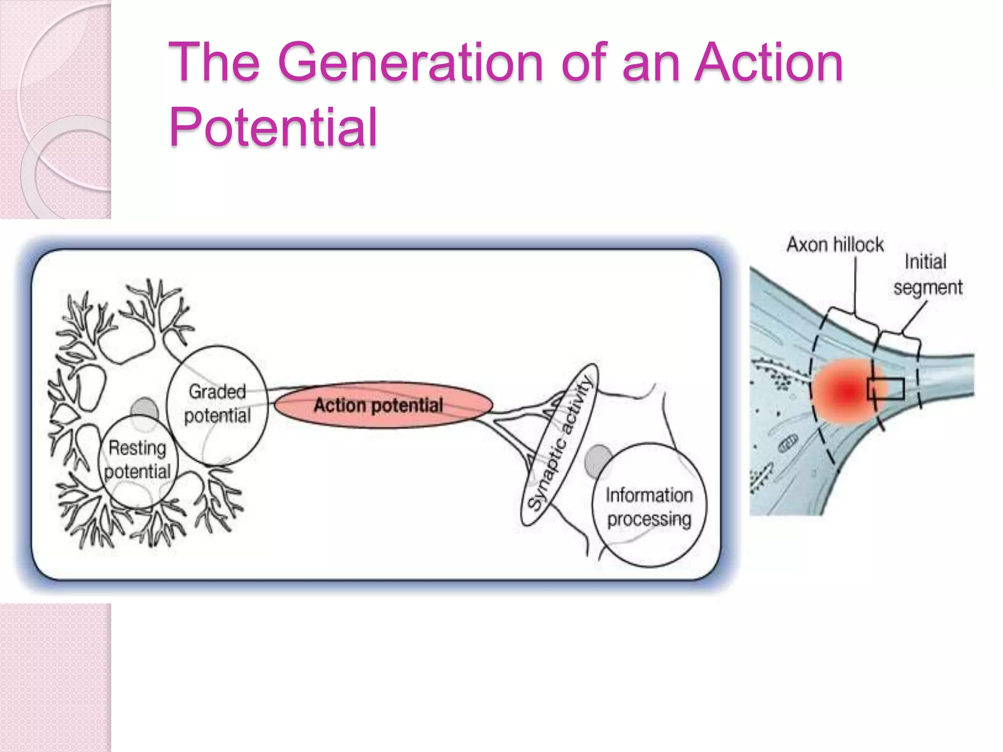 The Generation of an Action 
Potential 
 