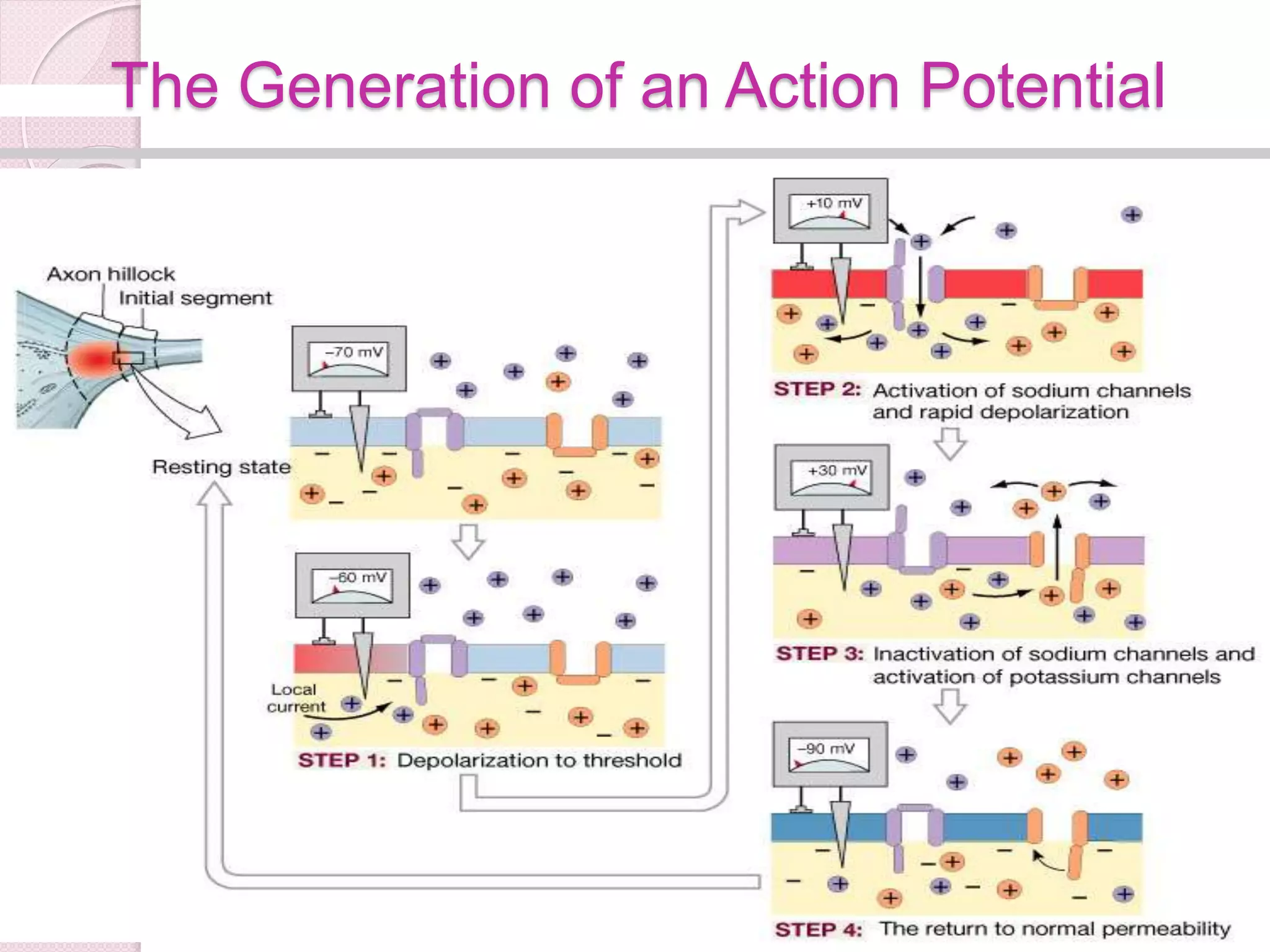 The Generation of an Action Potential 
Figure 12.16.2 
 