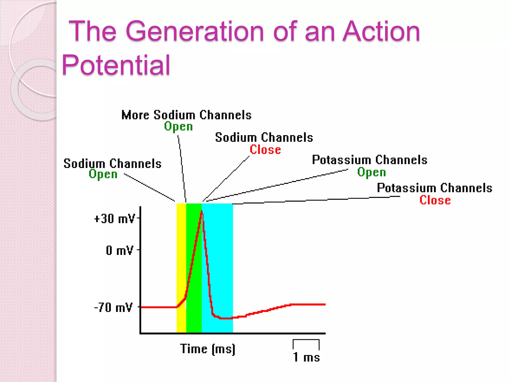 The Generation of an Action 
Potential 
 