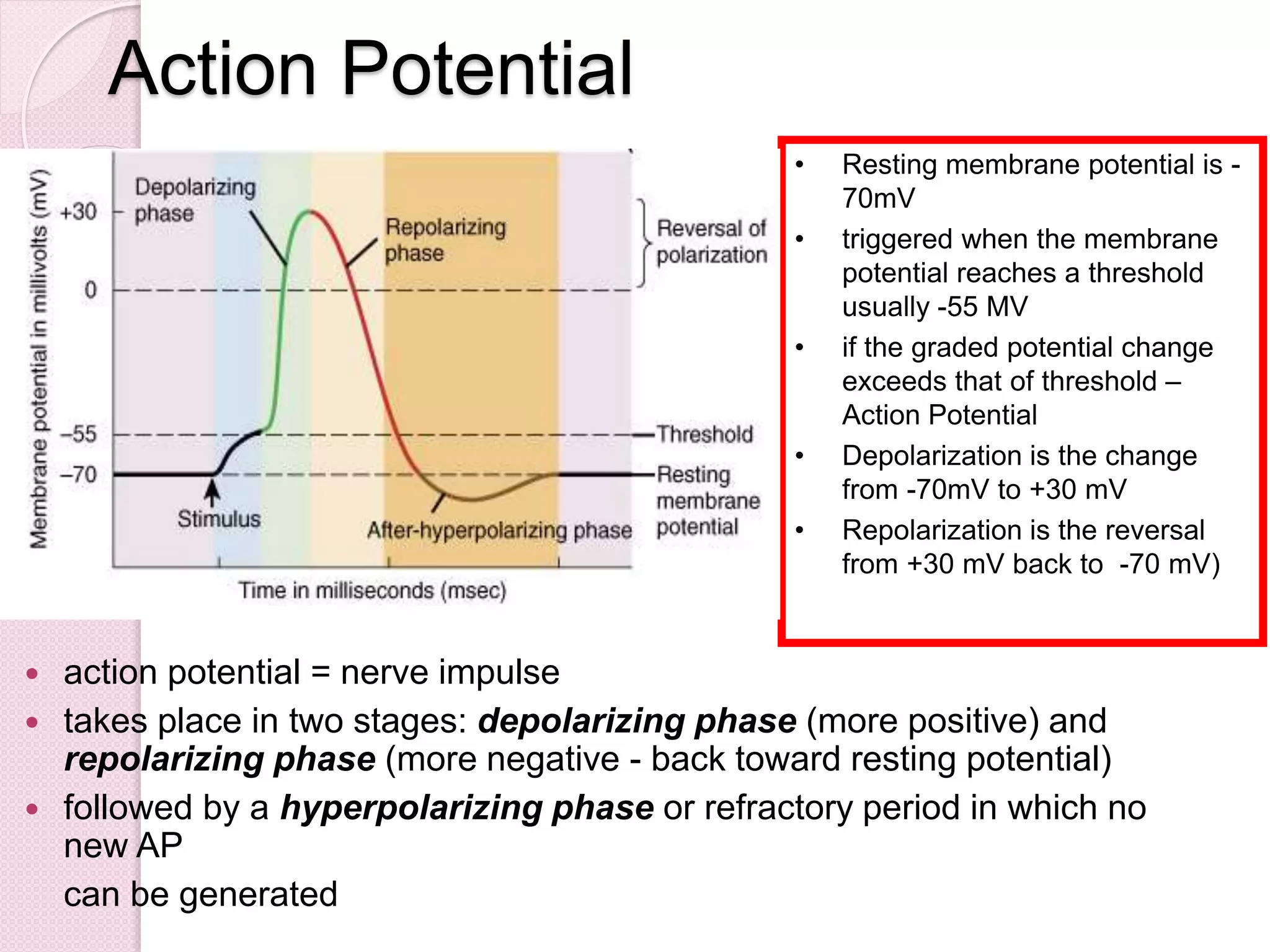 • Resting membrane potential is - 
70mV 
• triggered when the membrane 
potential reaches a threshold 
usually -55 MV 
• if the graded potential change 
exceeds that of threshold – 
Action Potential 
• Depolarization is the change 
from -70mV to +30 mV 
• Repolarization is the reversal 
from +30 mV back to -70 mV) 
Action Potential 
 action potential = nerve impulse 
 takes place in two stages: depolarizing phase (more positive) and 
repolarizing phase (more negative - back toward resting potential) 
 followed by a hyperpolarizing phase or refractory period in which no 
new AP 
can be generated 
 