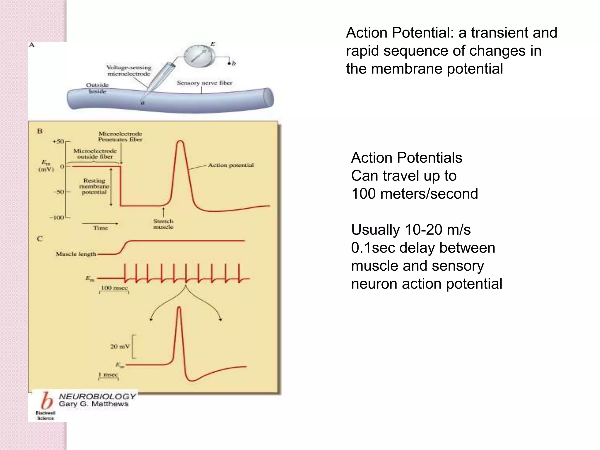 Action Potential: a transient and 
rapid sequence of changes in 
the membrane potential 
Action Potentials 
Can travel up to 
100 meters/second 
Usually 10-20 m/s 
0.1sec delay between 
muscle and sensory 
neuron action potential 
 