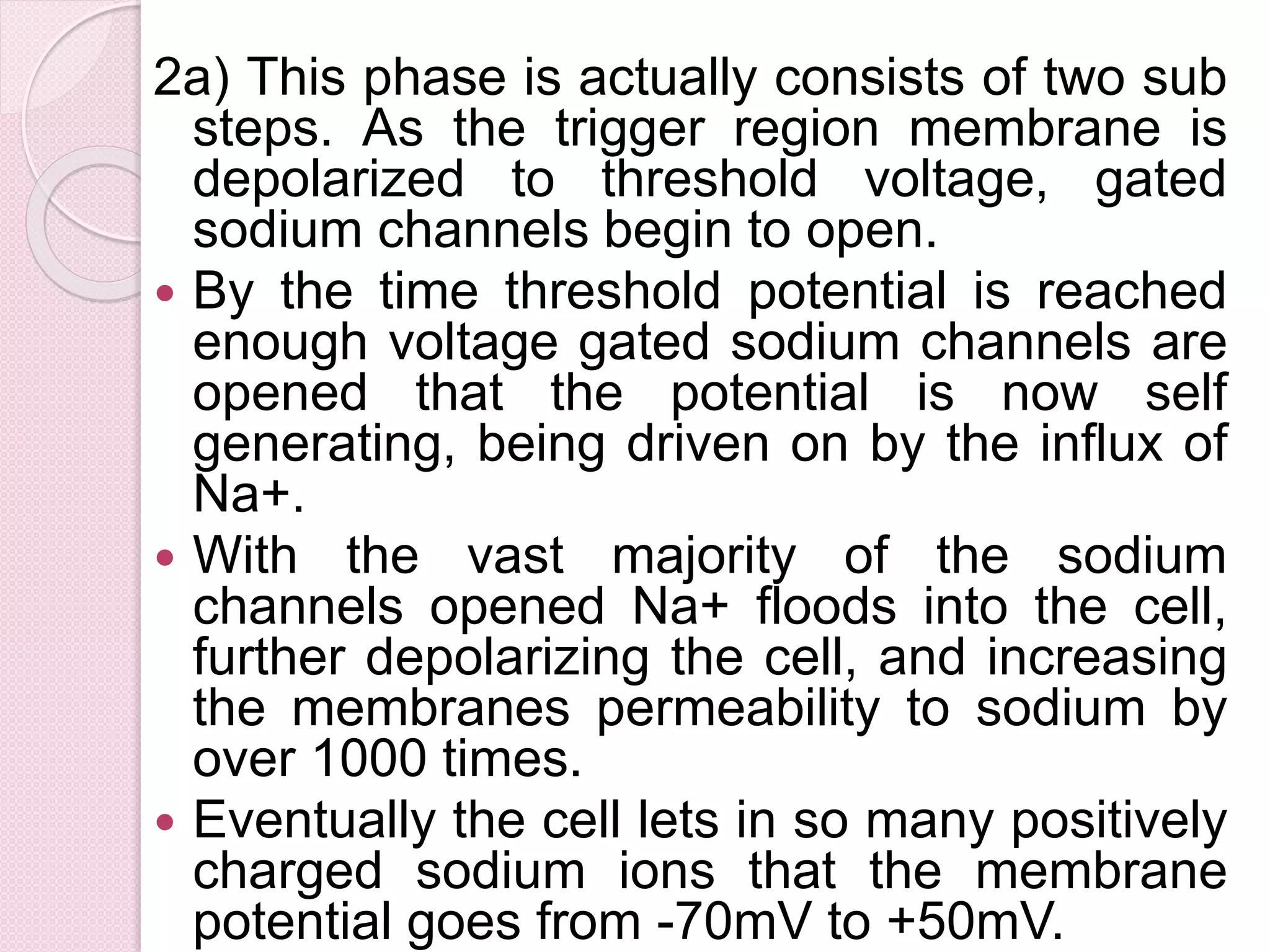 2a) This phase is actually consists of two sub 
steps. As the trigger region membrane is 
depolarized to threshold voltage, gated 
sodium channels begin to open. 
 By the time threshold potential is reached 
enough voltage gated sodium channels are 
opened that the potential is now self 
generating, being driven on by the influx of 
Na+. 
 With the vast majority of the sodium 
channels opened Na+ floods into the cell, 
further depolarizing the cell, and increasing 
the membranes permeability to sodium by 
over 1000 times. 
 Eventually the cell lets in so many positively 
charged sodium ions that the membrane 
potential goes from -70mV to +50mV. 
 
