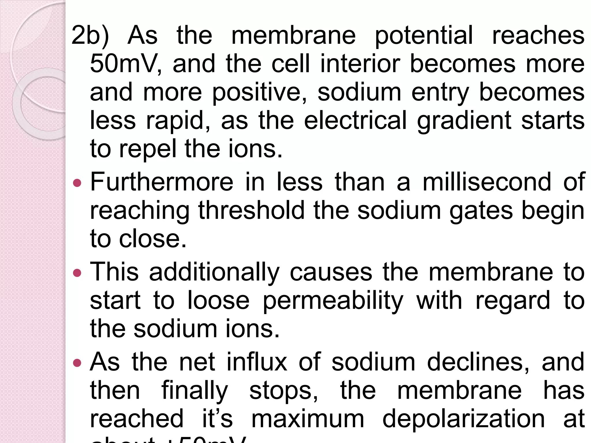 2b) As the membrane potential reaches 
50mV, and the cell interior becomes more 
and more positive, sodium entry becomes 
less rapid, as the electrical gradient starts 
to repel the ions. 
 Furthermore in less than a millisecond of 
reaching threshold the sodium gates begin 
to close. 
 This additionally causes the membrane to 
start to loose permeability with regard to 
the sodium ions. 
 As the net influx of sodium declines, and 
then finally stops, the membrane has 
reached it’s maximum depolarization at 
about +50mV. 
 