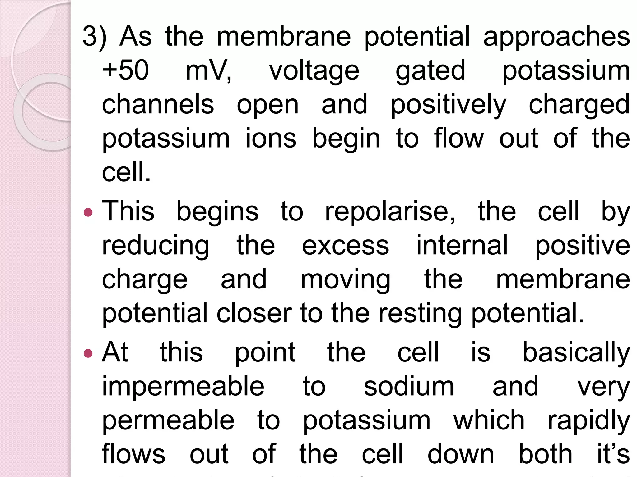 3) As the membrane potential approaches 
+50 mV, voltage gated potassium 
channels open and positively charged 
potassium ions begin to flow out of the 
cell. 
 This begins to repolarise, the cell by 
reducing the excess internal positive 
charge and moving the membrane 
potential closer to the resting potential. 
 At this point the cell is basically 
impermeable to sodium and very 
permeable to potassium which rapidly 
flows out of the cell down both it’s 
electrical (initially) and chemical 
 
