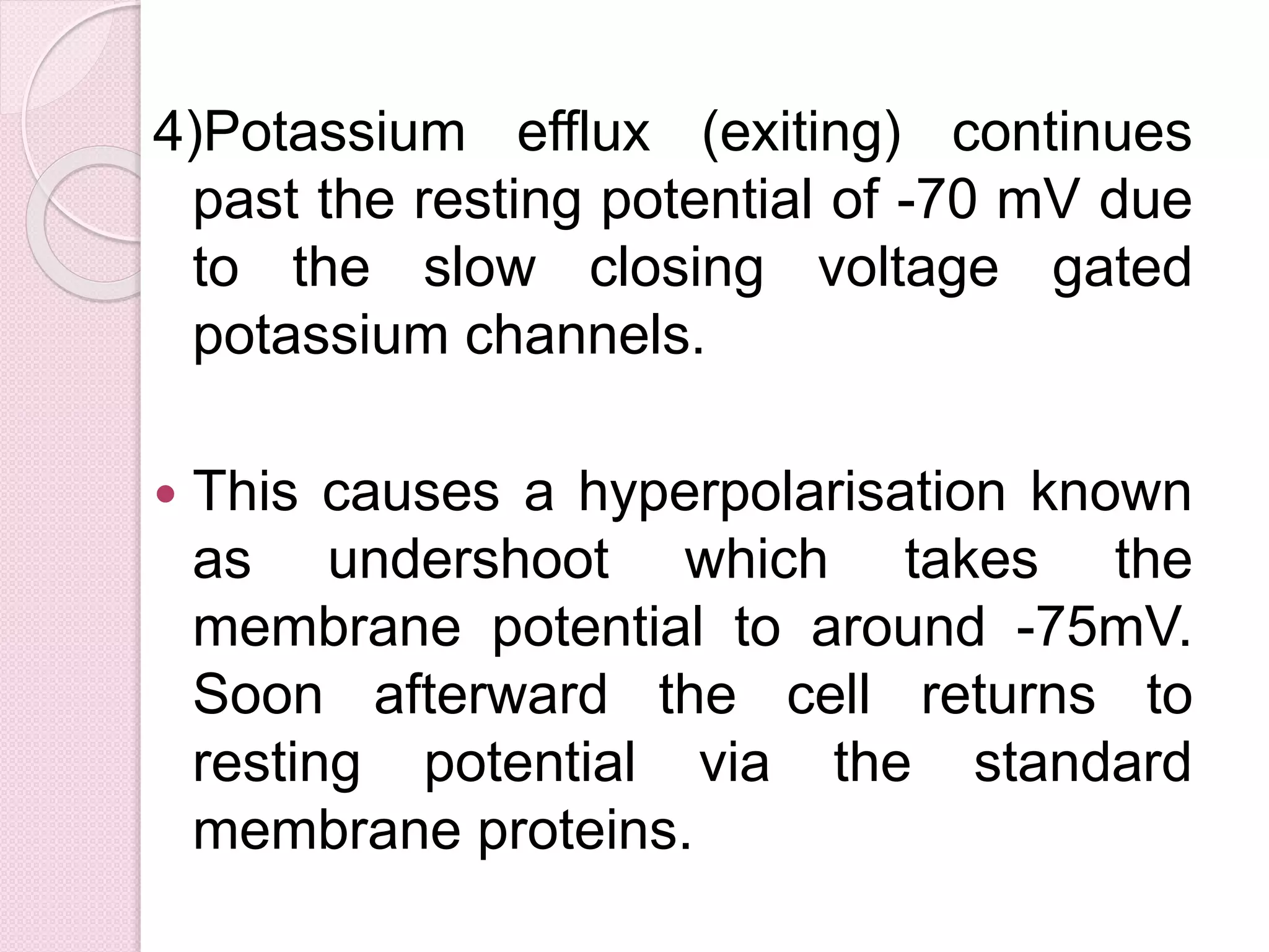 4)Potassium efflux (exiting) continues 
past the resting potential of -70 mV due 
to the slow closing voltage gated 
potassium channels. 
 This causes a hyperpolarisation known 
as undershoot which takes the 
membrane potential to around -75mV. 
Soon afterward the cell returns to 
resting potential via the standard 
membrane proteins. 
 