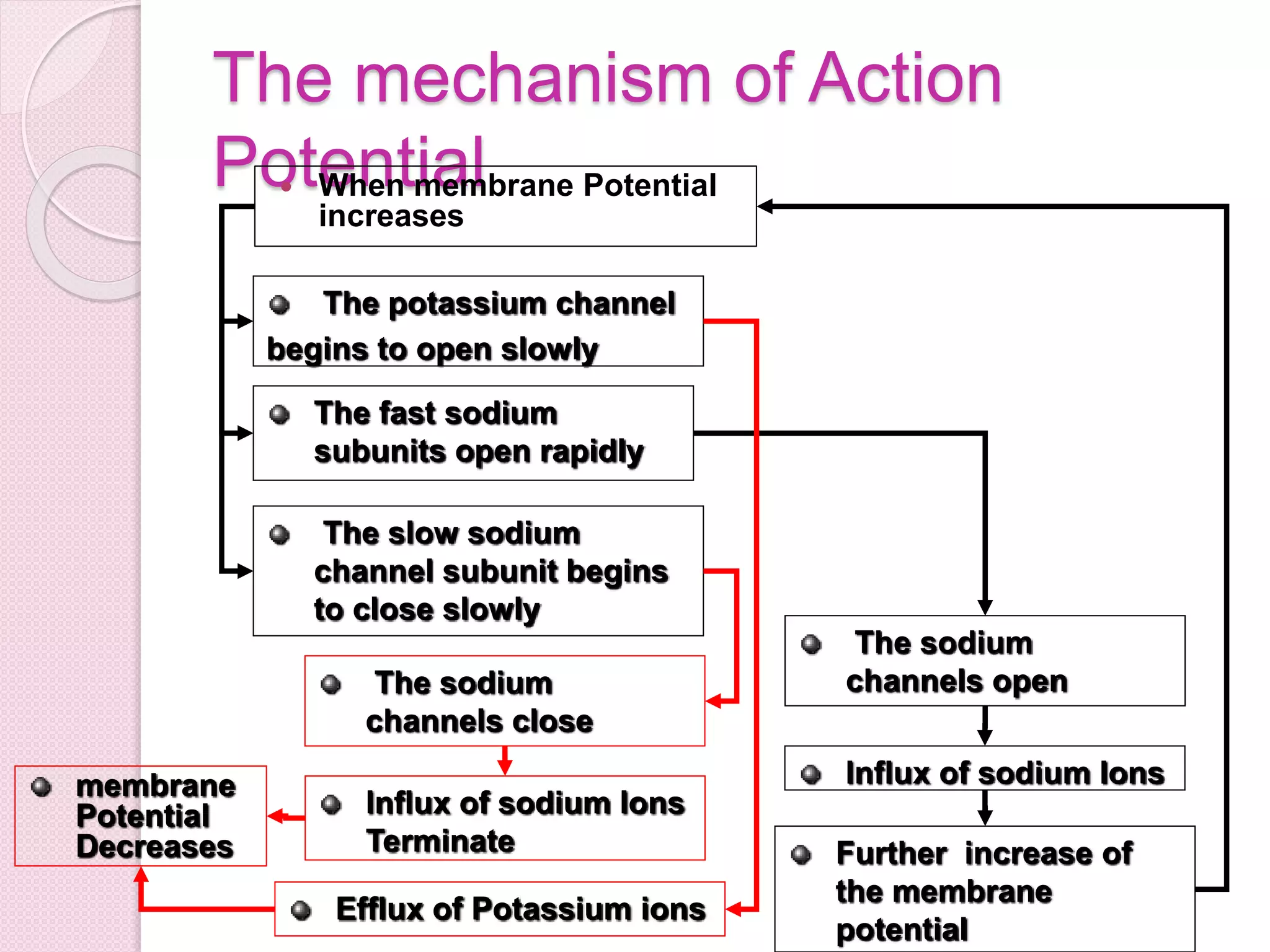 The mechanism of Action 
Potential  When membrane Potential 
increases 
The potassium channel 
begins to open slowly 
The fast sodium 
subunits open rapidly 
The slow sodium 
channel subunit begins 
to close slowly 
The sodium 
channels open 
Influx of sodium Ions 
Further increase of 
the membrane 
potential 
The sodium 
channels close 
Influx of sodium Ions 
Terminate 
Efflux of Potassium ions 
membrane 
Potential 
Decreases 
 