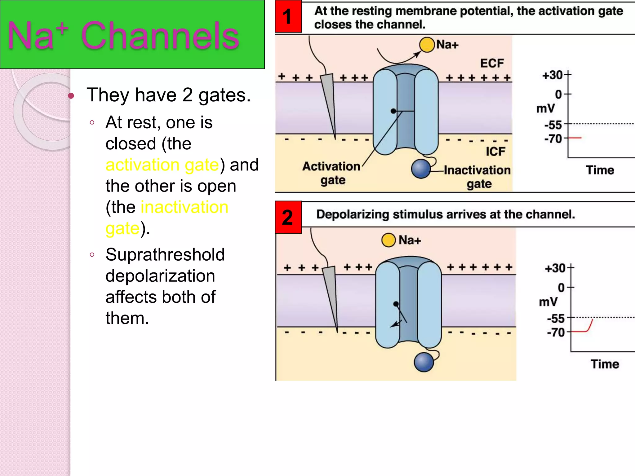 Na+ Channels 
 They have 2 gates. 
◦ At rest, one is 
closed (the 
activation gate) and 
the other is open 
(the inactivation 
gate). 
◦ Suprathreshold 
depolarization 
affects both of 
them. 
1 
2 
 