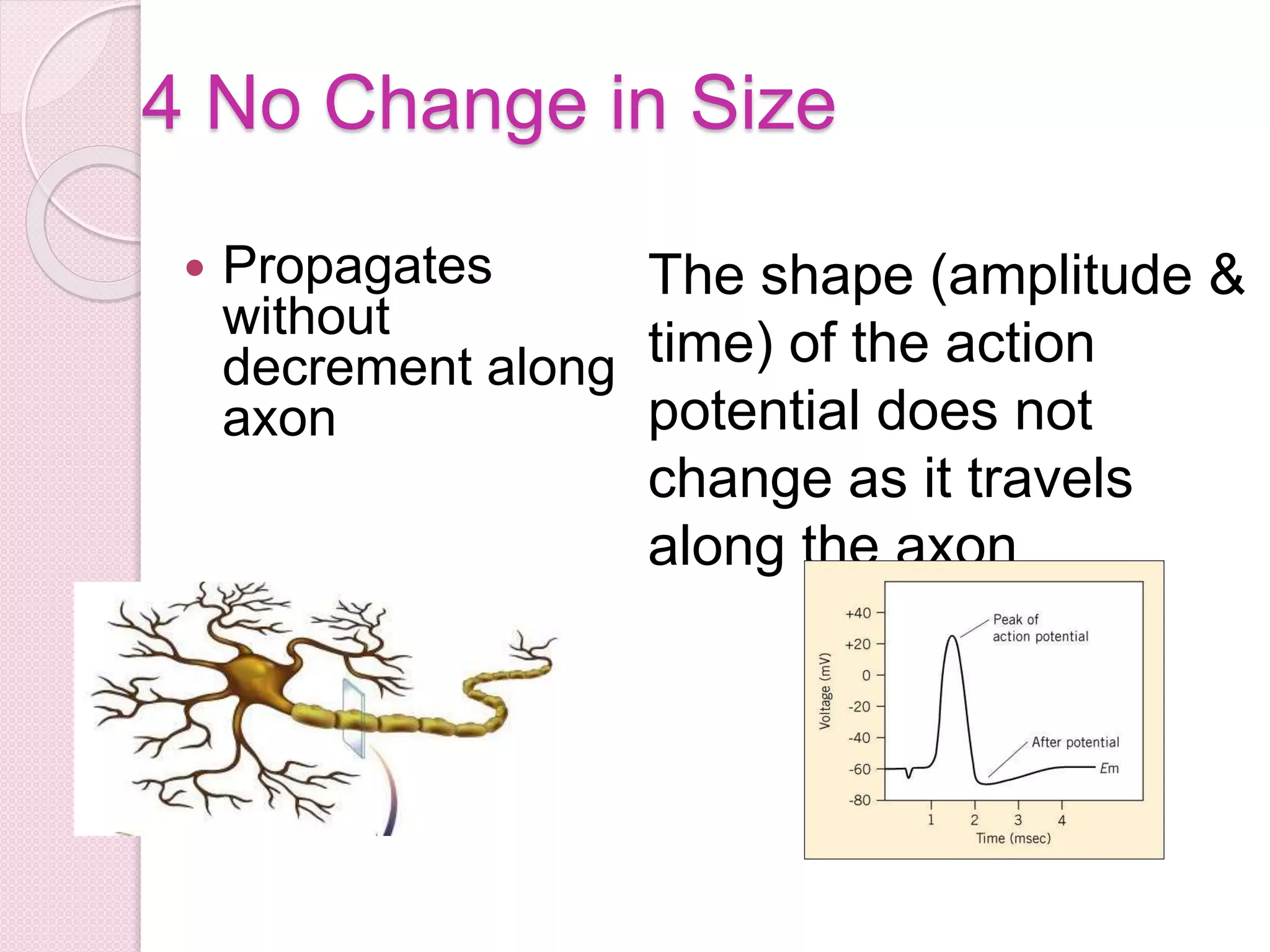 4 No Change in Size 
 Propagates 
without 
decrement along 
axon 
The shape (amplitude & 
time) of the action 
potential does not 
change as it travels 
along the axon 
 