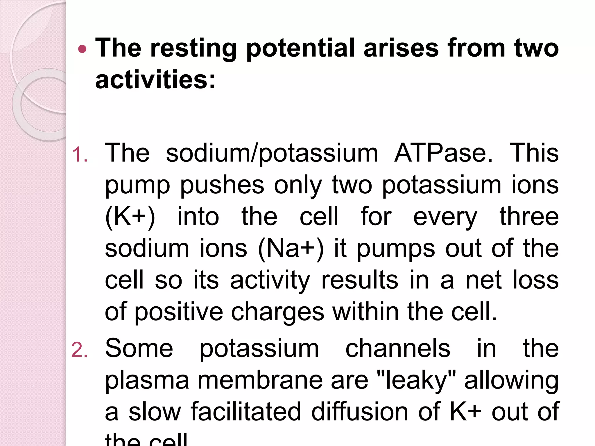  The resting potential arises from two 
activities: 
1. The sodium/potassium ATPase. This 
pump pushes only two potassium ions 
(K+) into the cell for every three 
sodium ions (Na+) it pumps out of the 
cell so its activity results in a net loss 
of positive charges within the cell. 
2. Some potassium channels in the 
plasma membrane are "leaky" allowing 
a slow facilitated diffusion of K+ out of 
the cell. 
 