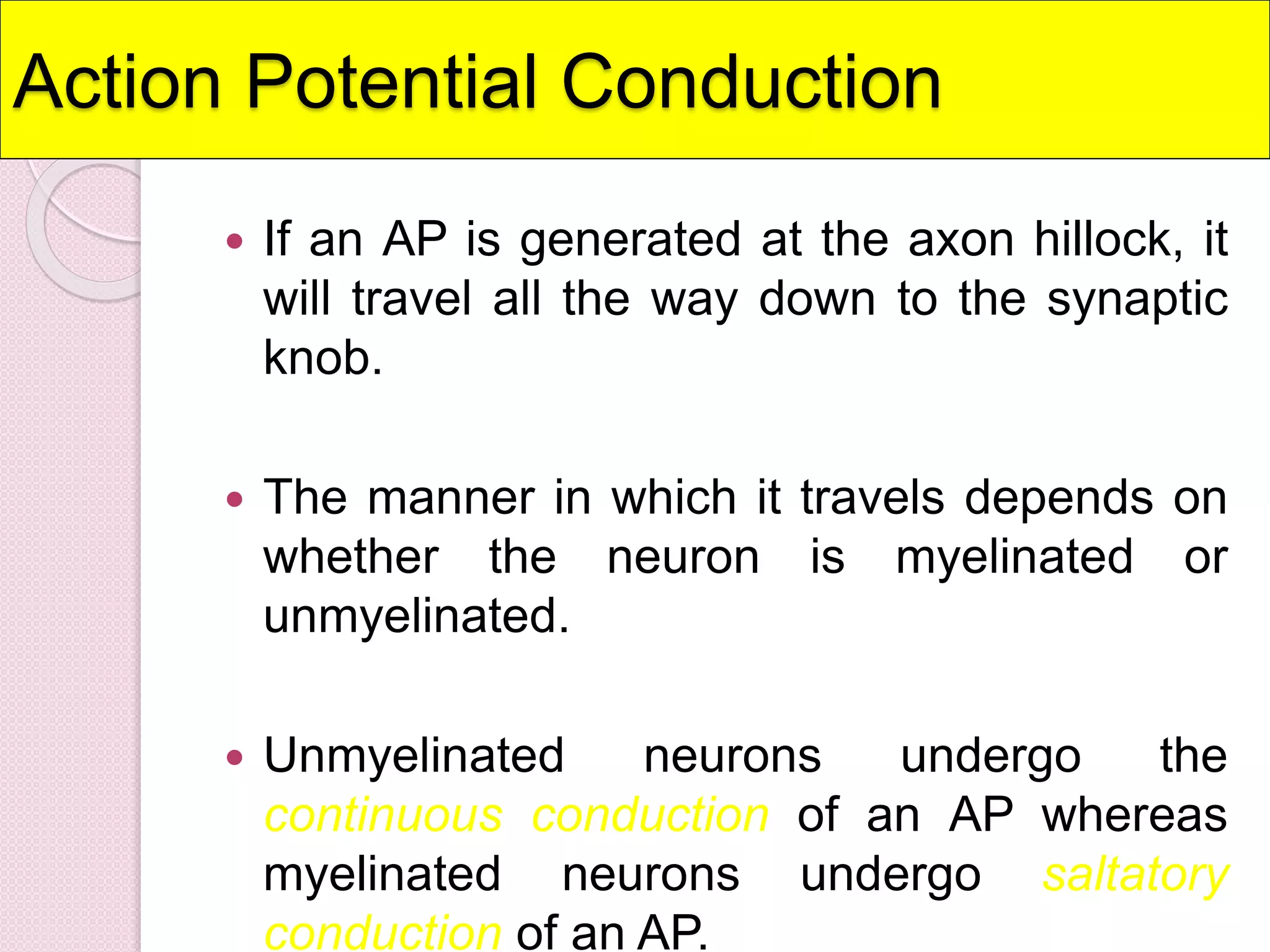 Action Potential Conduction 
 If an AP is generated at the axon hillock, it 
will travel all the way down to the synaptic 
knob. 
 The manner in which it travels depends on 
whether the neuron is myelinated or 
unmyelinated. 
 Unmyelinated neurons undergo the 
continuous conduction of an AP whereas 
myelinated neurons undergo saltatory 
conduction of an AP. 
 