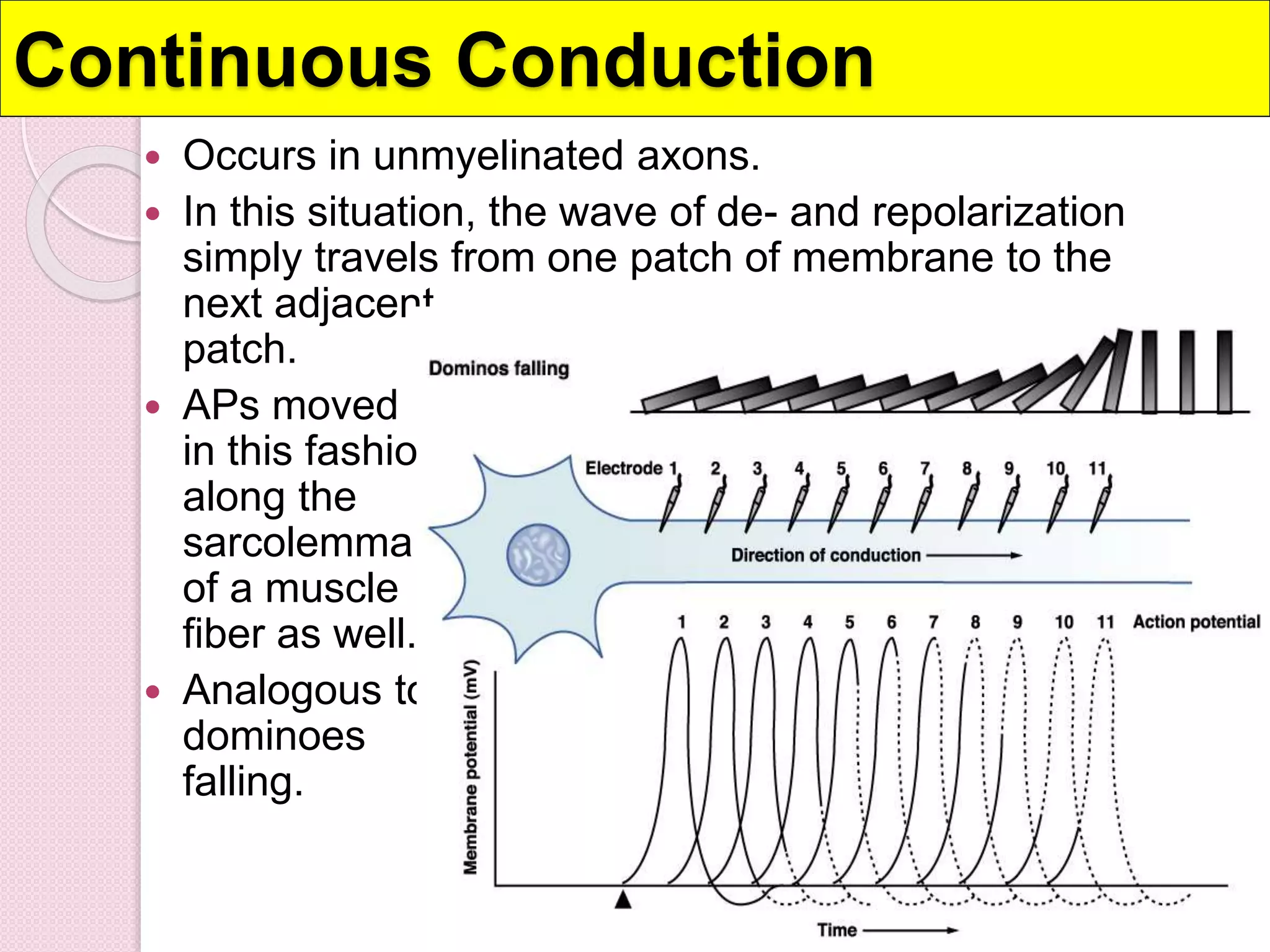 Continuous Conduction 
 Occurs in unmyelinated axons. 
 In this situation, the wave of de- and repolarization 
simply travels from one patch of membrane to the 
next adjacent 
patch. 
 APs moved 
in this fashion 
along the 
sarcolemma 
of a muscle 
fiber as well. 
 Analogous to 
dominoes 
falling. 
 