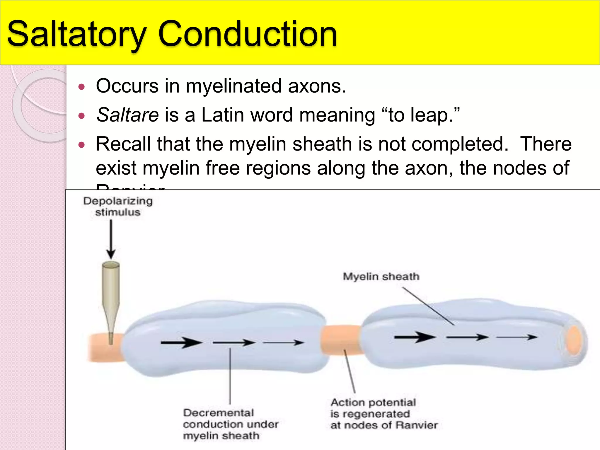 Saltatory Conduction 
 Occurs in myelinated axons. 
 Saltare is a Latin word meaning “to leap.” 
 Recall that the myelin sheath is not completed. There 
exist myelin free regions along the axon, the nodes of 
Ranvier. 
 