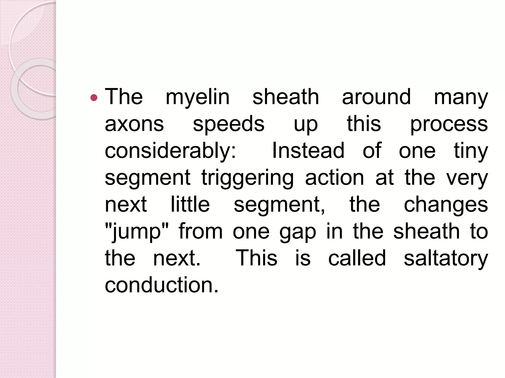  The myelin sheath around many 
axons speeds up this process 
considerably: Instead of one tiny 
segment triggering action at the very 
next little segment, the changes 
"jump" from one gap in the sheath to 
the next. This is called saltatory 
conduction. 
 