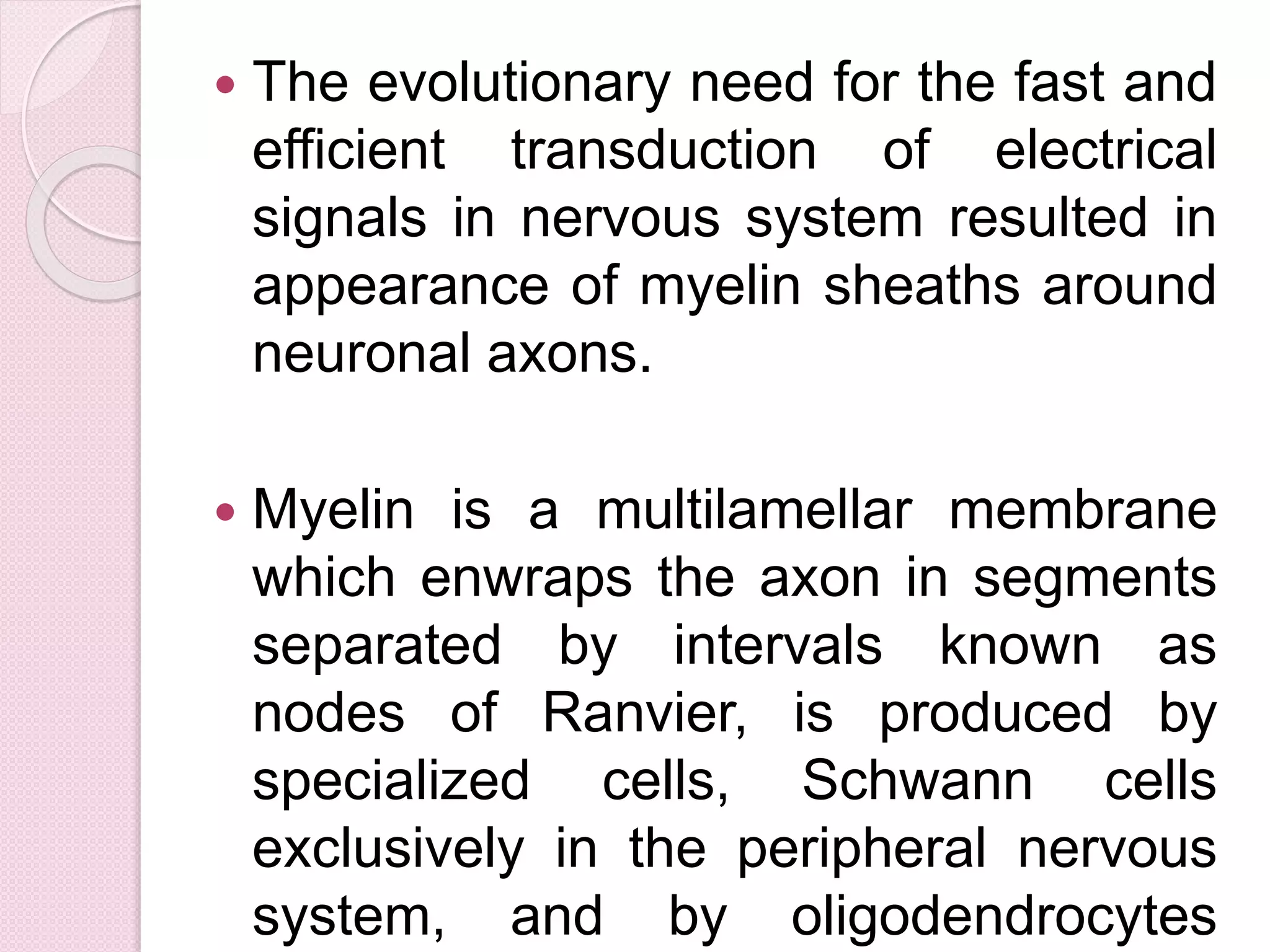  The evolutionary need for the fast and 
efficient transduction of electrical 
signals in nervous system resulted in 
appearance of myelin sheaths around 
neuronal axons. 
 Myelin is a multilamellar membrane 
which enwraps the axon in segments 
separated by intervals known as 
nodes of Ranvier, is produced by 
specialized cells, Schwann cells 
exclusively in the peripheral nervous 
system, and by oligodendrocytes 
 