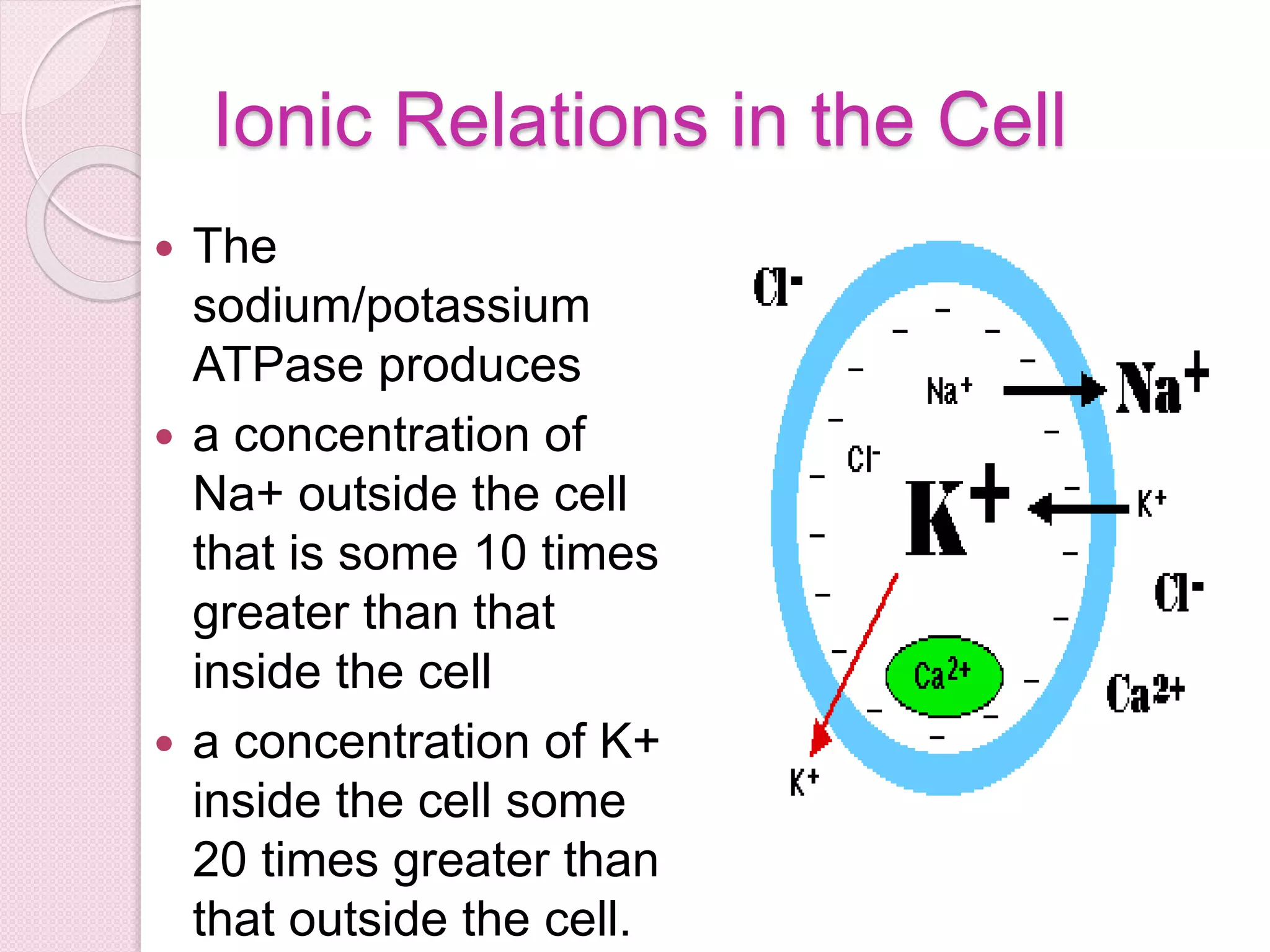 Ionic Relations in the Cell 
 The 
sodium/potassium 
ATPase produces 
 a concentration of 
Na+ outside the cell 
that is some 10 times 
greater than that 
inside the cell 
 a concentration of K+ 
inside the cell some 
20 times greater than 
that outside the cell. 
 
