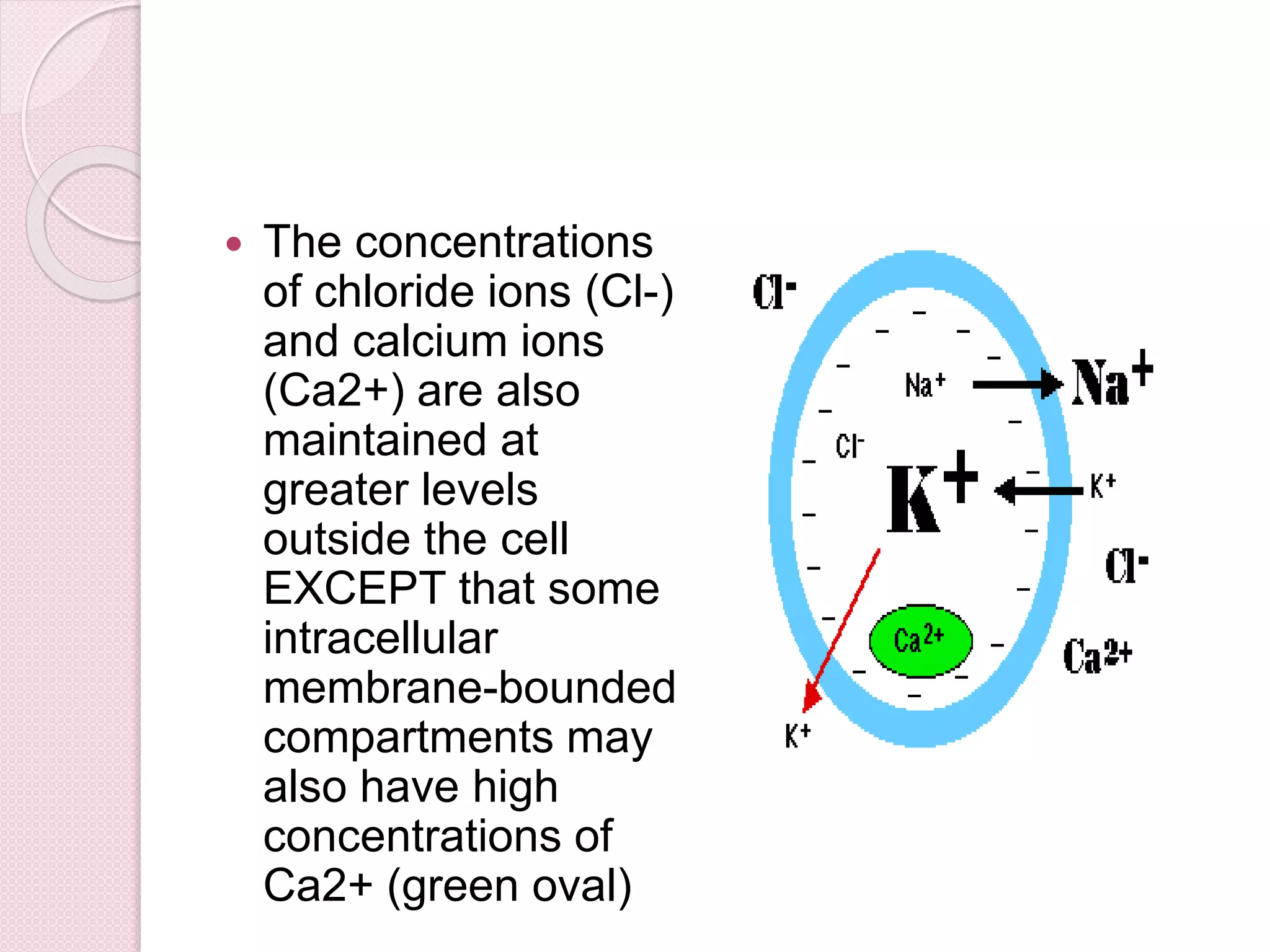  The concentrations 
of chloride ions (Cl-) 
and calcium ions 
(Ca2+) are also 
maintained at 
greater levels 
outside the cell 
EXCEPT that some 
intracellular 
membrane-bounded 
compartments may 
also have high 
concentrations of 
Ca2+ (green oval) 
 