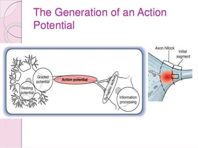 Where in the neuron is an action potential initially generated?