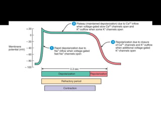 Comprehensive Overview of Cardiac Muscle Action Potentials and Auto ...