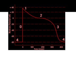 Comprehensive Overview of Cardiac Muscle Action Potentials and Auto ...