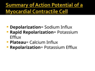Comprehensive Overview of Cardiac Muscle Action Potentials and Auto ...