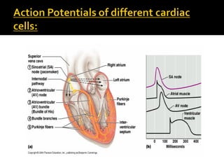 Comprehensive Overview of Cardiac Muscle Action Potentials and Auto ...