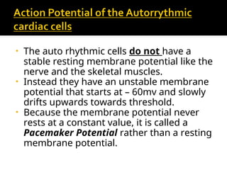 Comprehensive Overview of Cardiac Muscle Action Potentials and Auto ...
