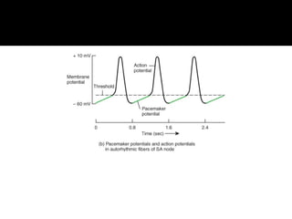 Comprehensive Overview of Cardiac Muscle Action Potentials and Auto ...