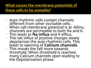 Comprehensive Overview of Cardiac Muscle Action Potentials and Auto ...