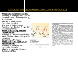 Comprehensive Overview of Cardiac Muscle Action Potentials and Auto ...