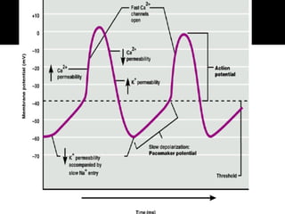 Comprehensive Overview of Cardiac Muscle Action Potentials and Auto ...