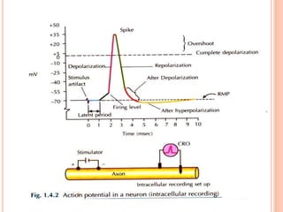 Triphasic Action Potential ACTION POTENTIALS.pptx