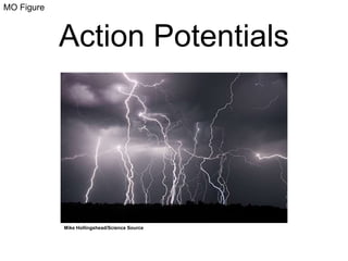 MO Figure 
Action Potentials 
Mike Hollingshead/Science Source 
 