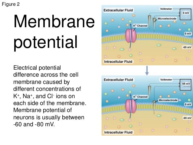 Action Potentials Animal Systems
