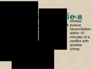 Is reconciliation instinctive? 41% of chimps pursue reconciliation within 10 minutes of a conflict with another chimp. 