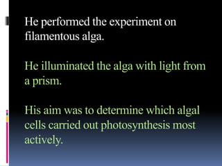 He performed the experiment on
filamentous alga.
He illuminated the alga with light from
a prism.
His aim was to determine which algal
cells carried out photosynthesis most
actively.
 