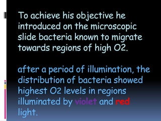 To achieve his objective he
introduced on the microscopic
slide bacteria known to migrate
towards regions of high O2.
after a period of illumination, the
distribution of bacteria showed
highest O2 levels in regions
illuminated by violet and red
light.
 