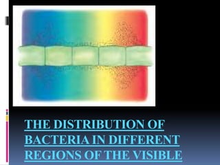 THE DISTRIBUTION OF
BACTERIAIN DIFFERENT
REGIONS OFTHE VISIBLE
 