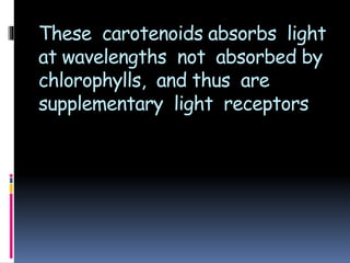 These carotenoids absorbs light
at wavelengths not absorbed by
chlorophylls, and thus are
supplementary light receptors
 