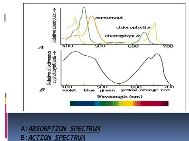 action spectrum action spectrum