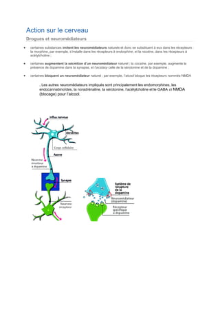 Action sur le cerveau
Drogues et neuromédiateurs
certaines substances imitent les neuromédiateurs naturels et donc se substituent à eux dans les récepteurs :
la morphine, par exemple, s’installe dans les récepteurs à endorphine, et la nicotine, dans les récepteurs à
acétylcholine ;
certaines augmentent la sécrétion d’un neuromédiateur naturel ; la cocaïne, par exemple, augmente la
présence de dopamine dans la synapse, et l’ecstasy celle de la sérotonine et de la dopamine ;
certaines bloquent un neuromédiateur naturel ; par exemple, l’alcool bloque les récepteurs nommés NMDA

. Les autres neuromédiateurs impliqués sont principalement les endomorphines, les
endocannabinoïdes, la noradrénaline, la sérotonine, l’acétylcholine et le GABA et NMDA

(blocage) pour l’alcool.

 