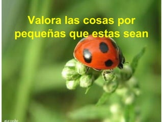 Valora las cosas por
pequeñas que estas sean
 