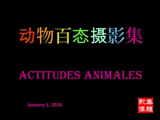 动物百态摄影集
ACTITUDES ANIMALES
January 1, 2016
 
