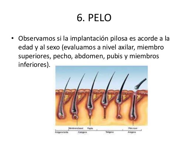 Que es necesario hacer que aumentar el miembro viril