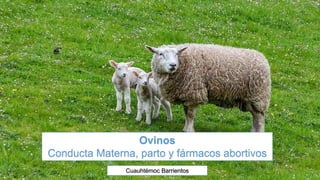 Ovinos
Conducta Materna, parto y fármacos abortivos
Cuauhtémoc Barrientos
 