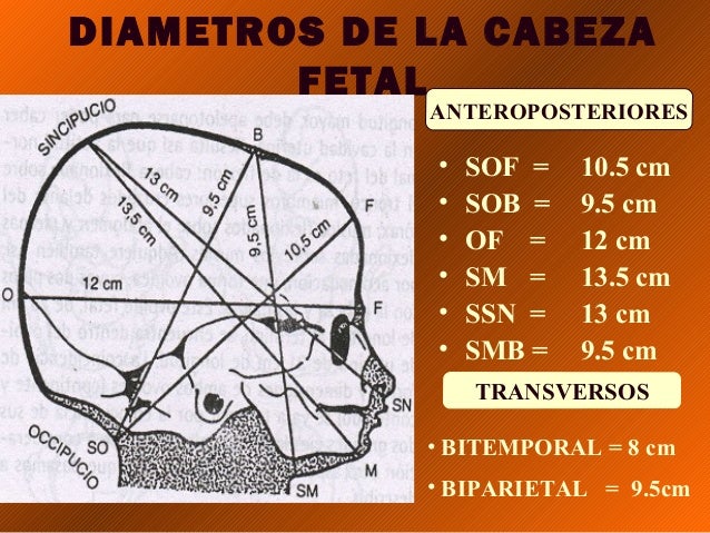Actitud o habito fetal ii part_ok-1